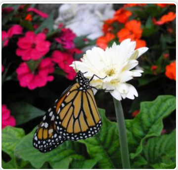 Monarch