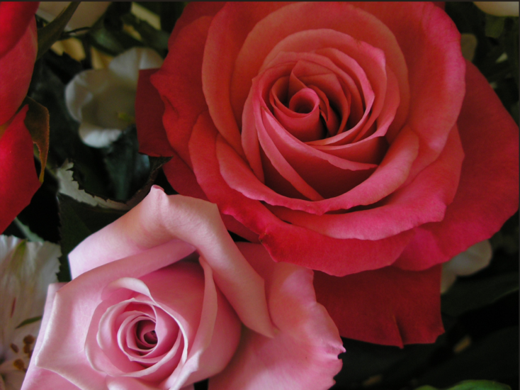Pink & red rose