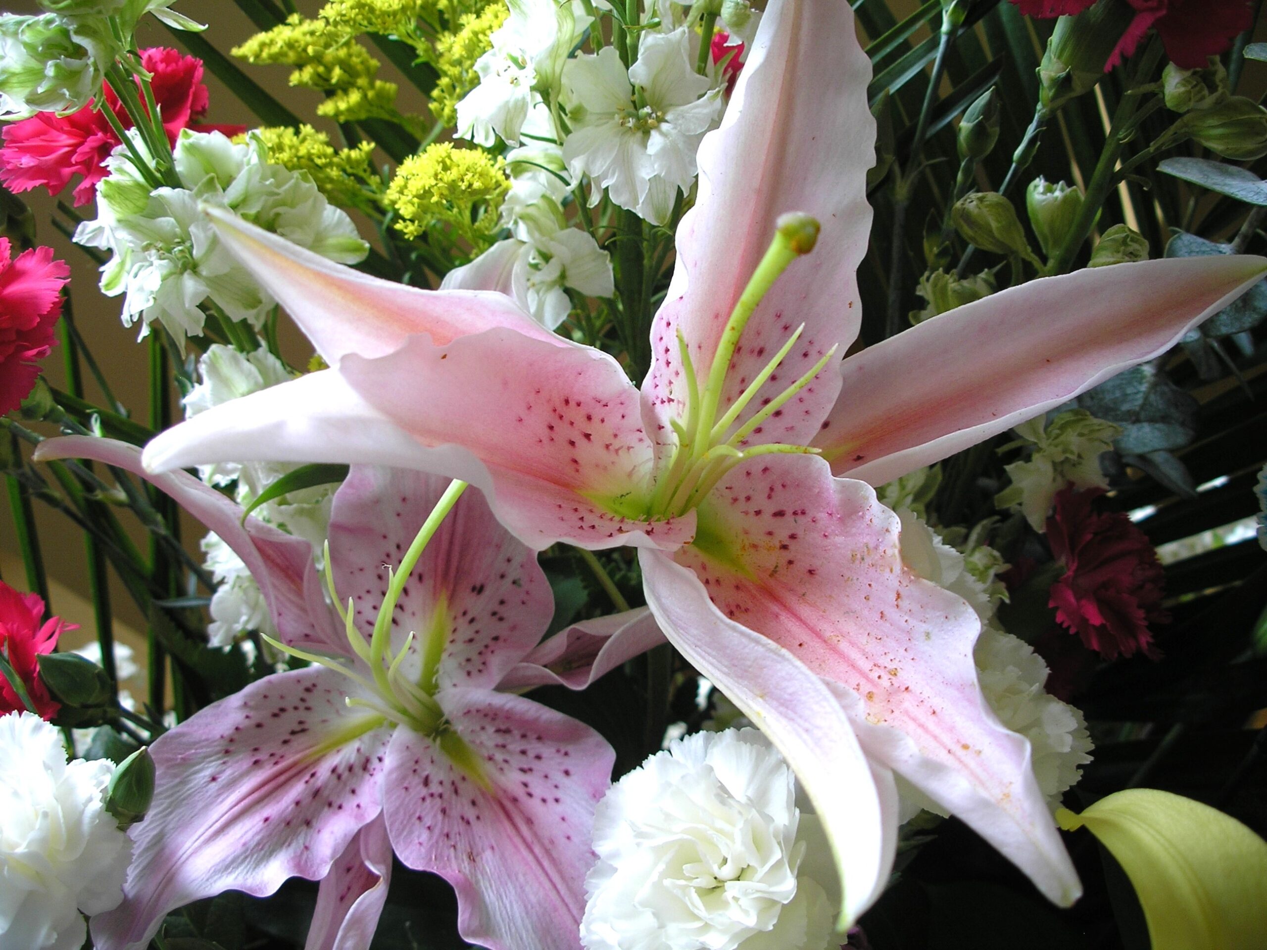 OLYMPUS DIGITAL CAMERA